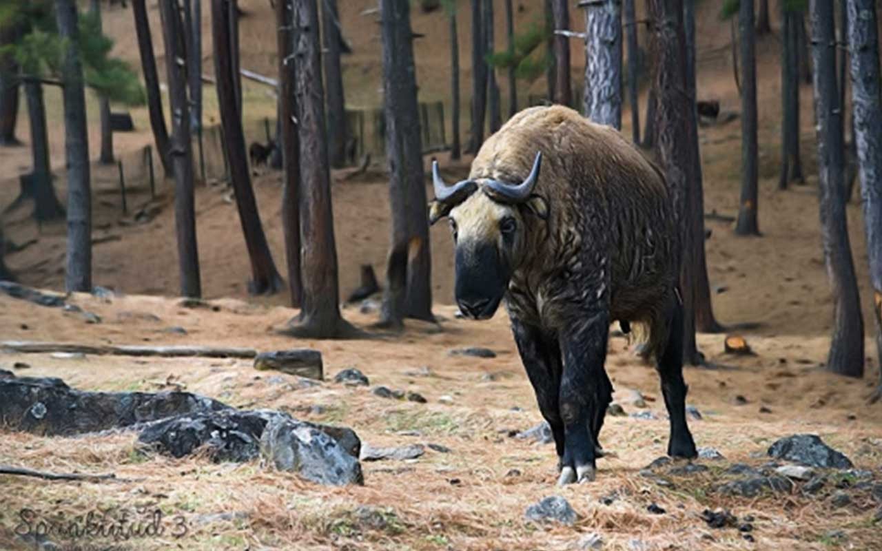 Motithang Takin Preserve